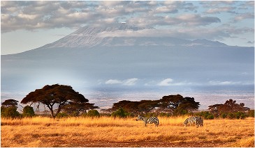 Global Operations - Africa